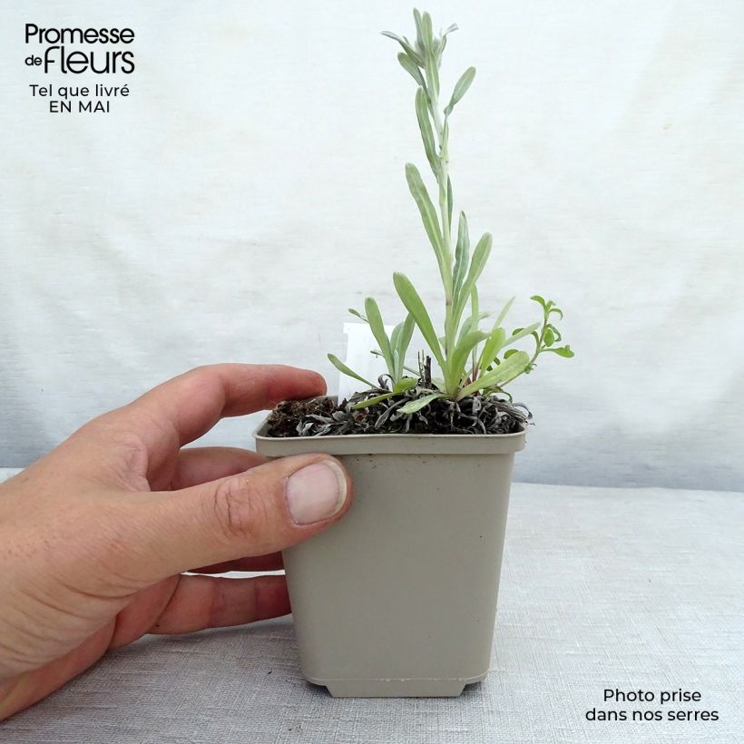 Exemplaar van Leontopodium alpinum Mont Blanc - Edelweiss Kweekpotje van 8/9 cm zoals geleverd in de lente