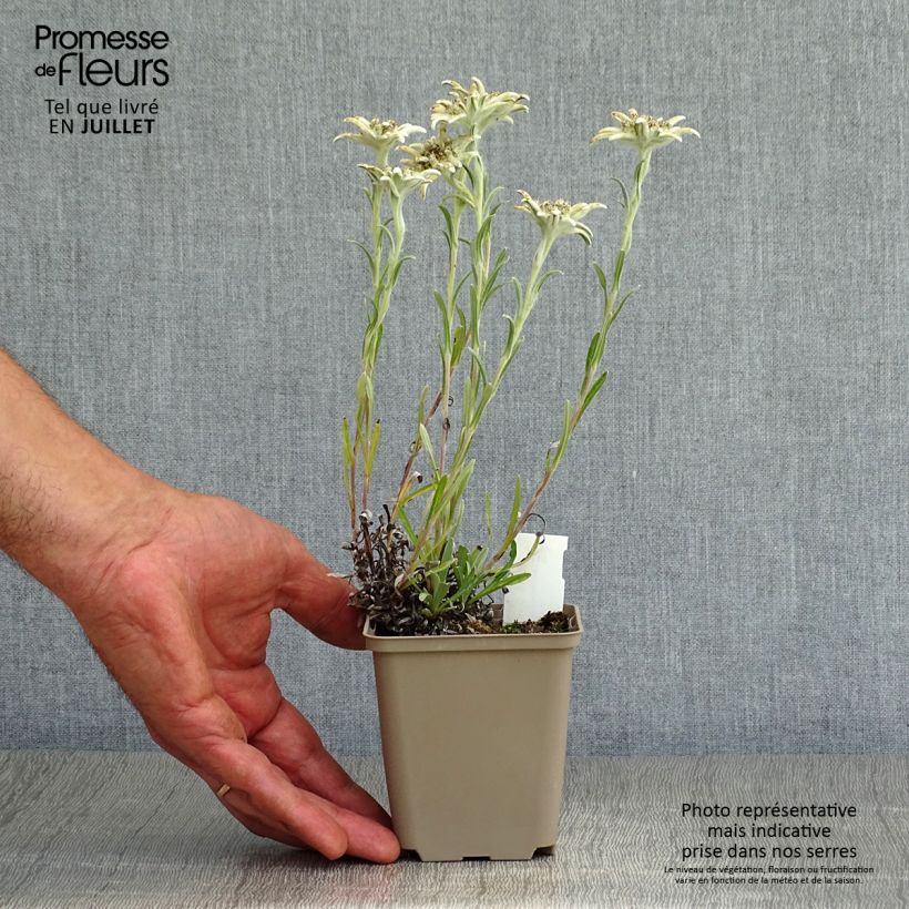Exemplaar van Leontopodium alpinum Mont Blanc - Edelweiss Kweekpotje van 8/9 cm zoals geleverd in de zomer