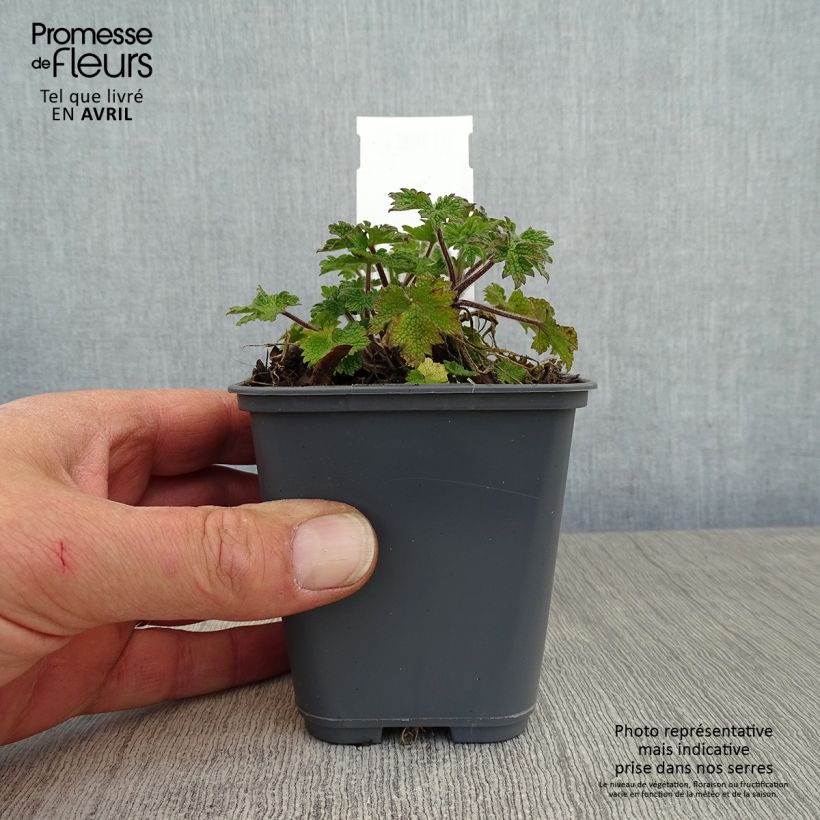 Exemplaar van Leonurus cardiaca - Hartgespan Kweekpotje van 8/9 cm zoals geleverd in de lente