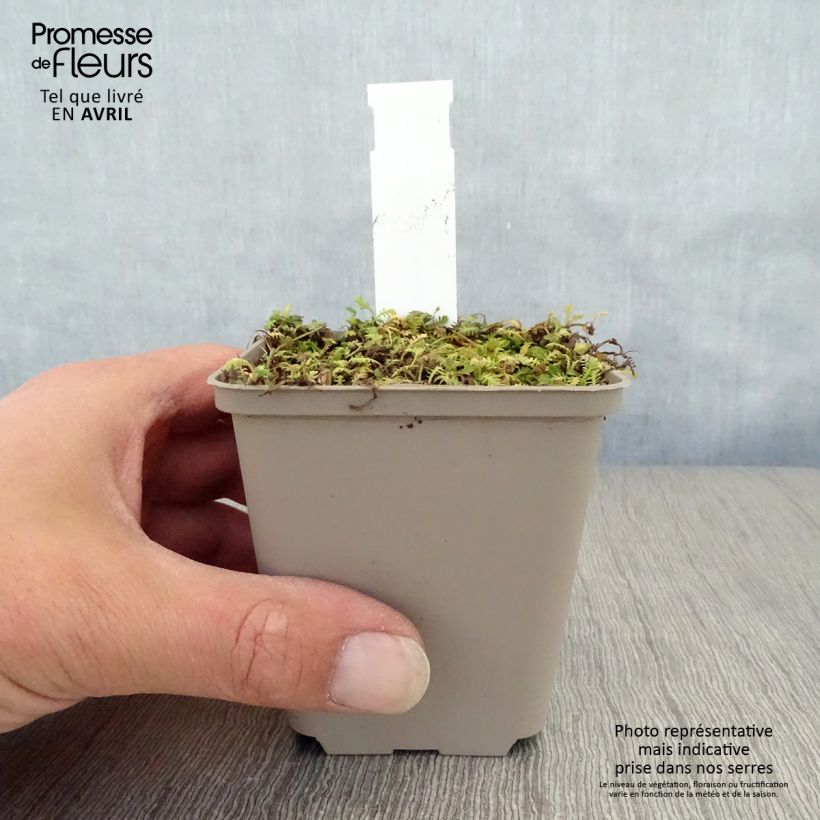 Exemplaar van Leptinella dioica Minima - Koperknoopje Kweekpotje van 8/9 cm zoals geleverd in de lente