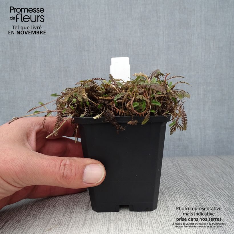 Exemplaar van Leptinella potentillina - Koperknoopje Kweekpotje van 8/9 cm zoals geleverd in de herfst