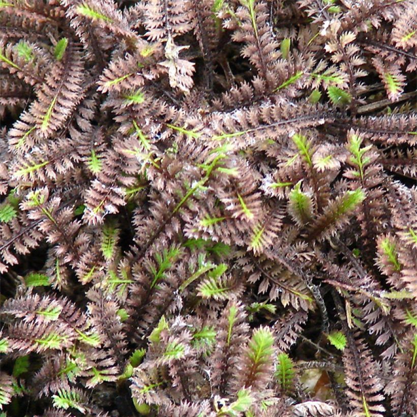 Leptinella squalida Platts Black - Kopernoopje (Blad)