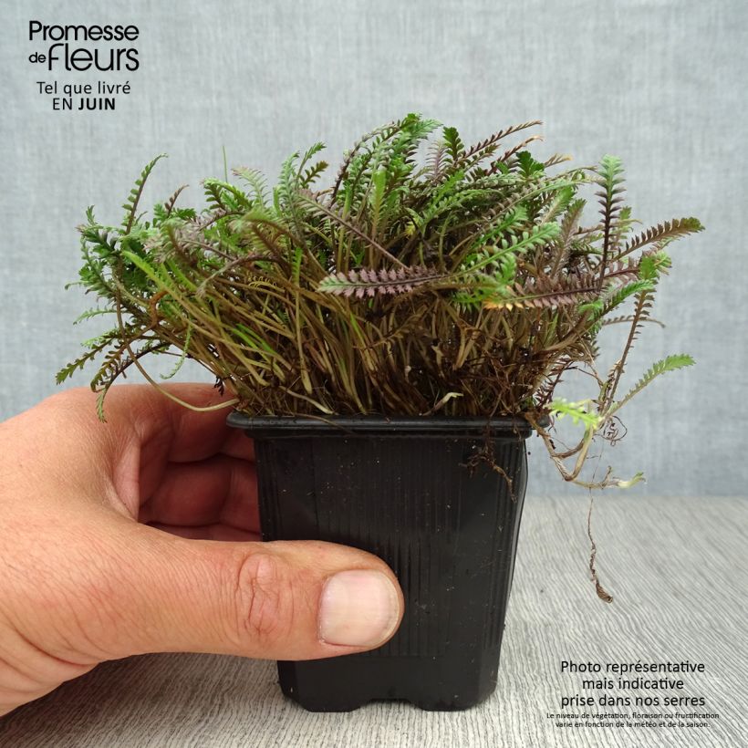 Exemplaar van Leptinella squalida Platts Black - Kopernoopje Kweekpotje van 8/9 cm zoals geleverd in de zomer