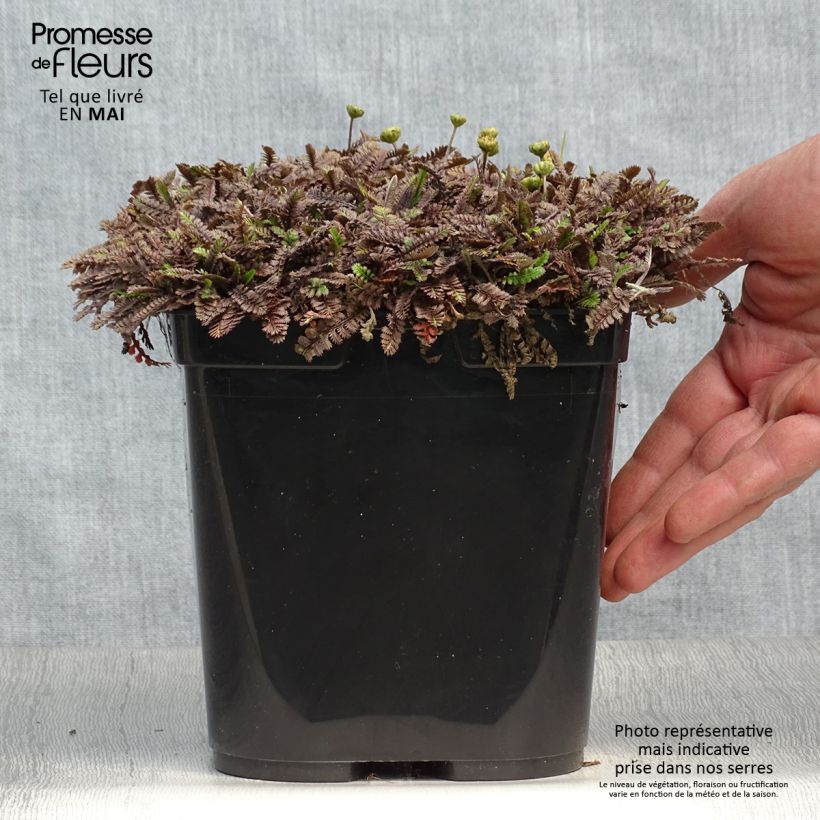 Exemplaar van Leptinella squalida Platts Black - Kopernoopje Pot van 3 l/4 l zoals geleverd in de lente