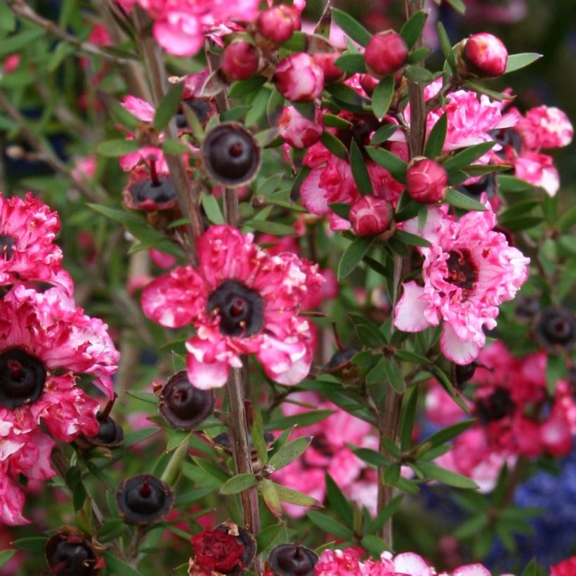 Leptospermum scoparium Coral Candy - Manuka (Bloei)