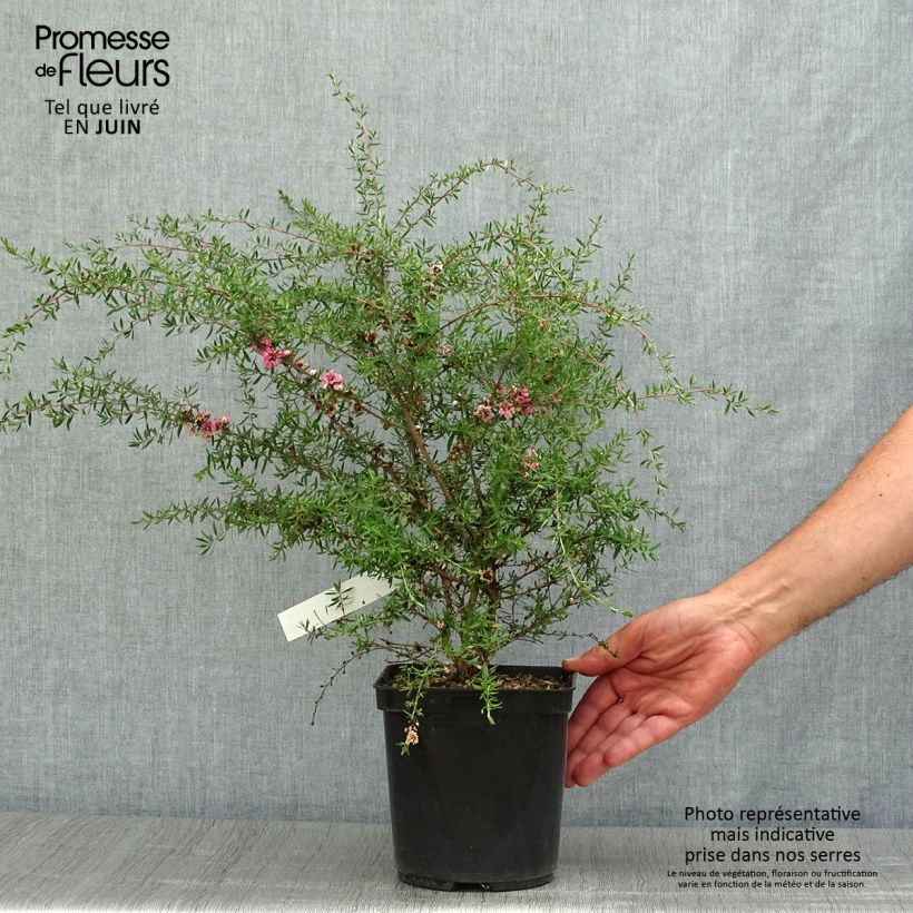 Exemplaar van Leptospermum scoparium Coral Candy - Manuka Pot van 2 l/3 l zoals geleverd in de zomer