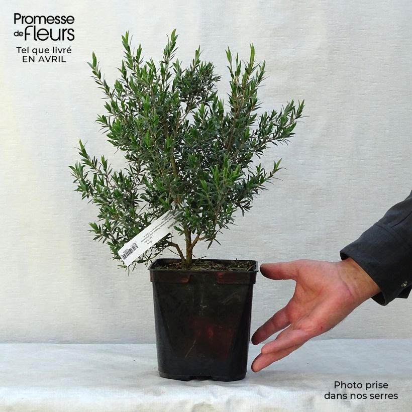 Exemplaar van Leptospermum Karo Pearl Star - Wollige theeplant Pot van 2 l/3 l zoals geleverd in de lente
