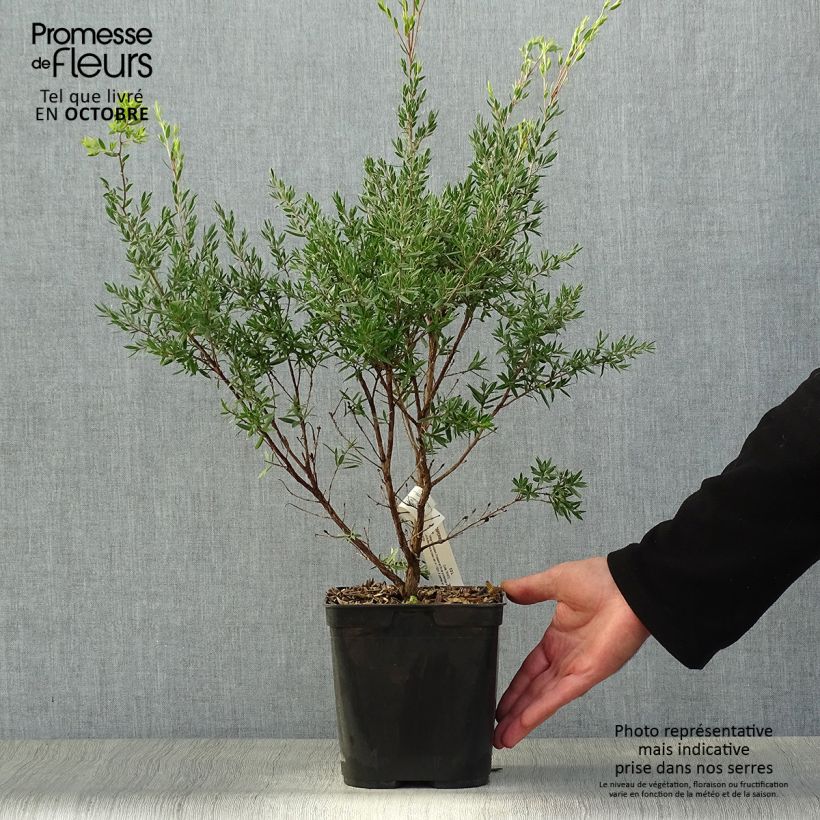 Exemplaar van Leptospermum Karo Pearl Star - Wollige theeplant Pot van 2 l/3 l zoals geleverd in de herfst
