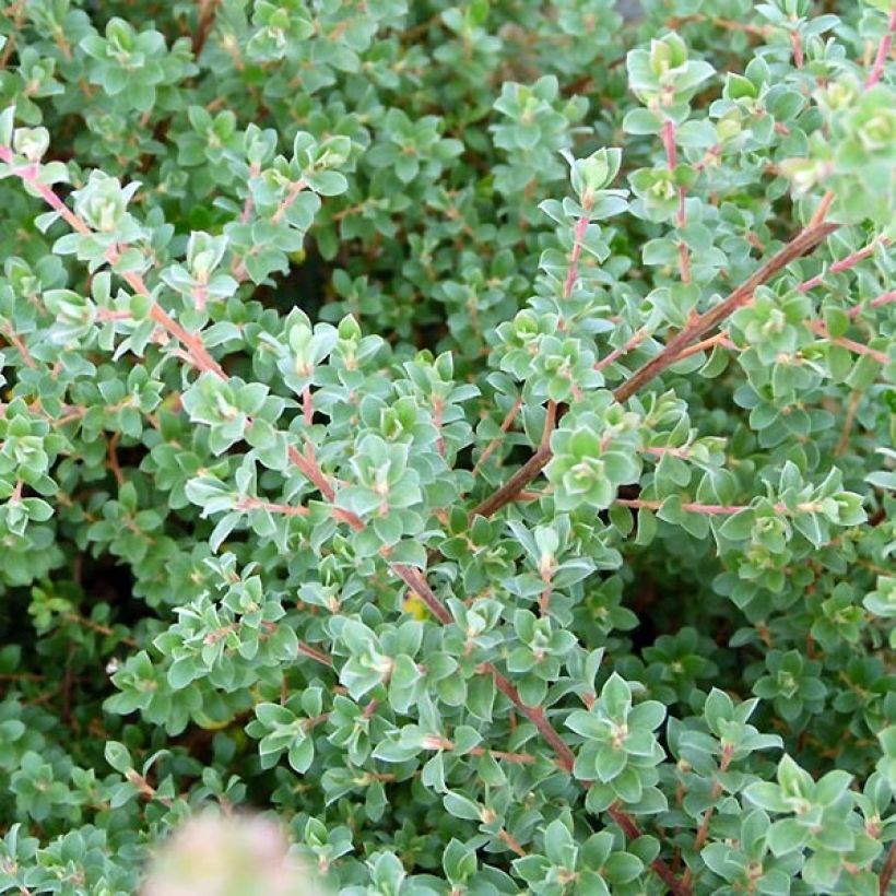 Leptospermum Karo Silver Ice - Wollige theeplant (Foliage)
