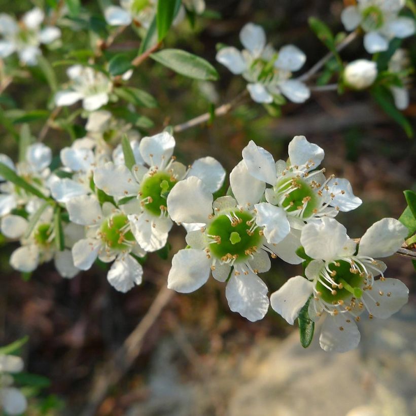 Leptospermum Karo Silver Ice - Wollige theeplant (Flowering)