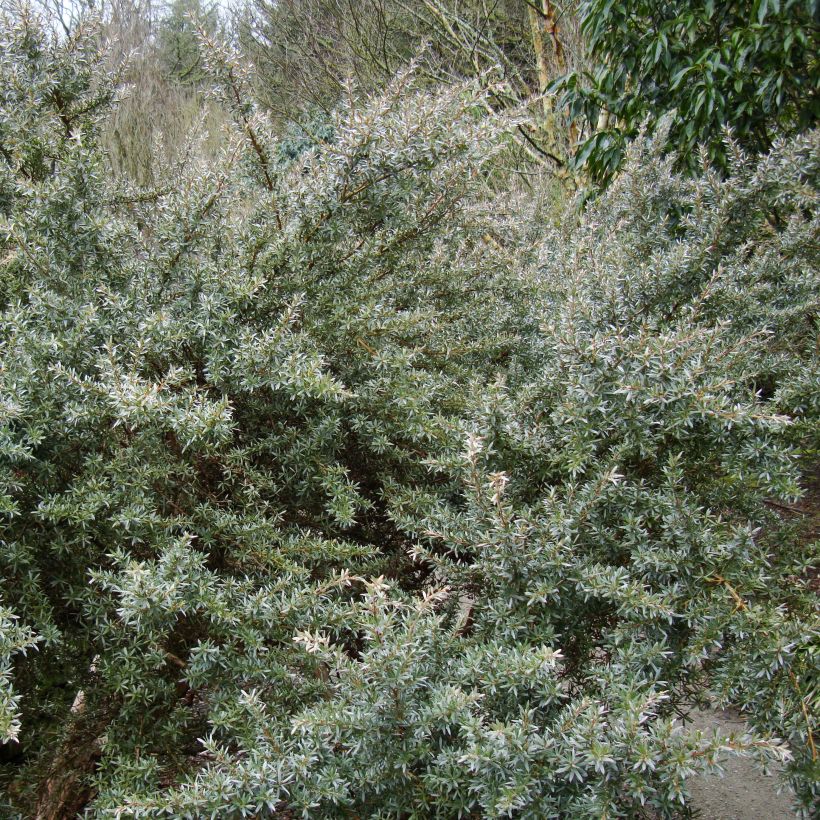 Leptospermum lanigerum Silver Sheen - Wollige theeplant (Groeiplaats)