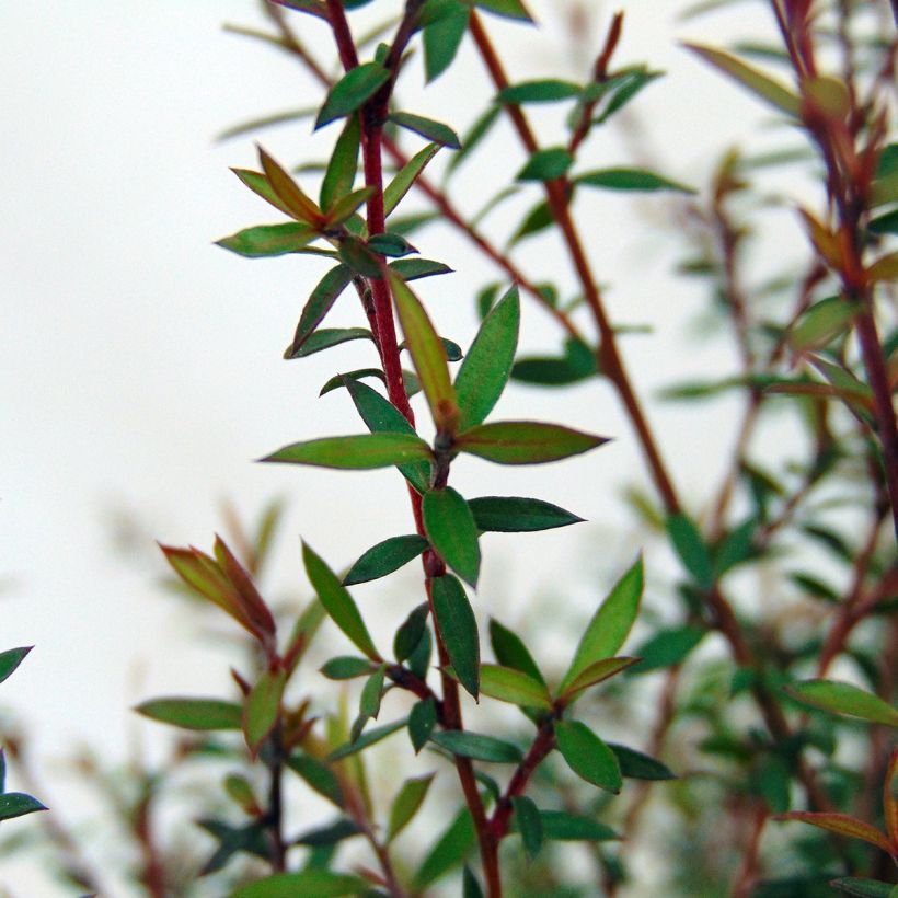 Leptospermum scoparium Wiri Kerry - Manuka (Blad)