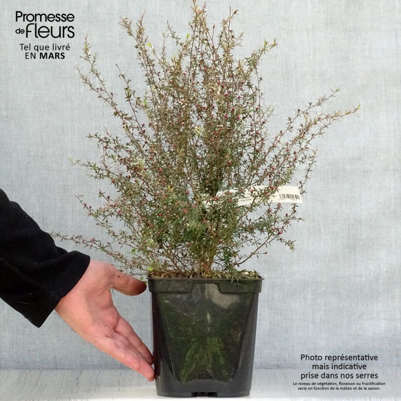 Exemplaar van Leptospermum scoparium Wiri Kerry - Manuka Pot van 2 l/3 l zoals geleverd in de lente