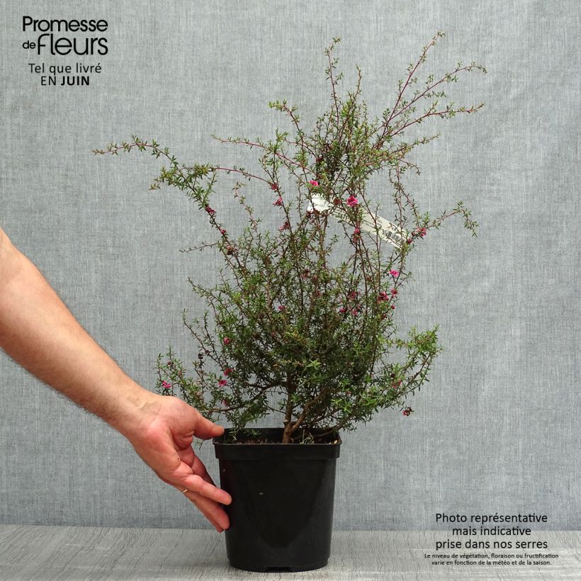 Exemplaar van Leptospermum scoparium Wiri Kerry - Manuka Pot van 2 l/3 l zoals geleverd in de zomer
