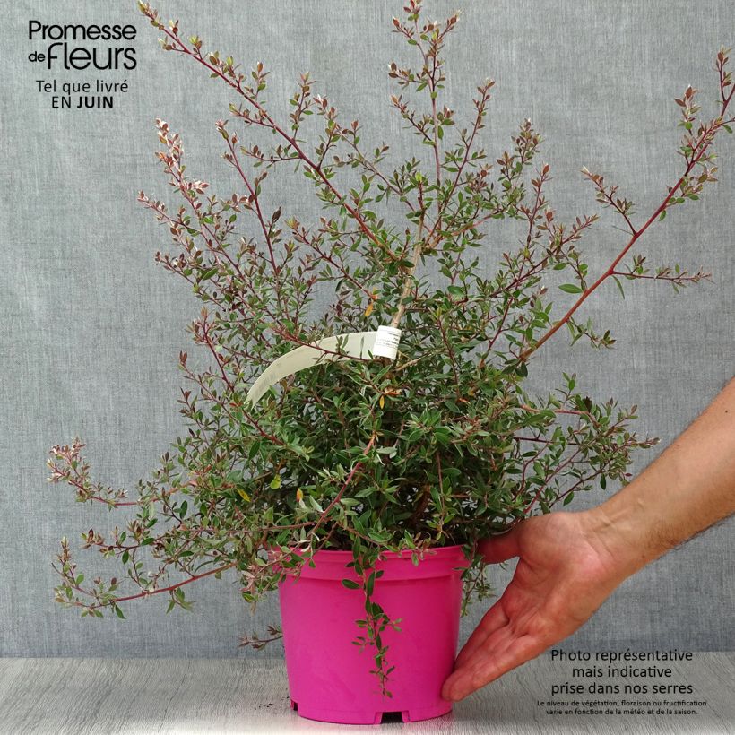 Exemplaar van Leptospermum lanigerum Mesmer Eyes - Wollige theeplant Pot van 2 l/3 l zoals geleverd in de zomer