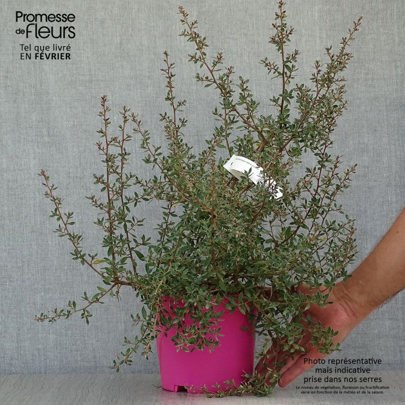Exemplaar van Leptospermum lanigerum Mesmer Eyes - Wollige theeplant Pot van 2 l/3 l zoals geleverd in de herfst