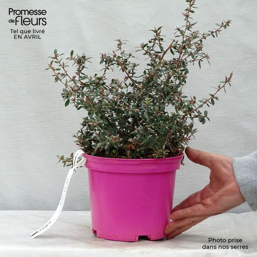 Exemplaar van Leptospermum lanigerum Mesmer Eyes - Wollige theeplant Pot van 2 l/3 l zoals geleverd in de lente