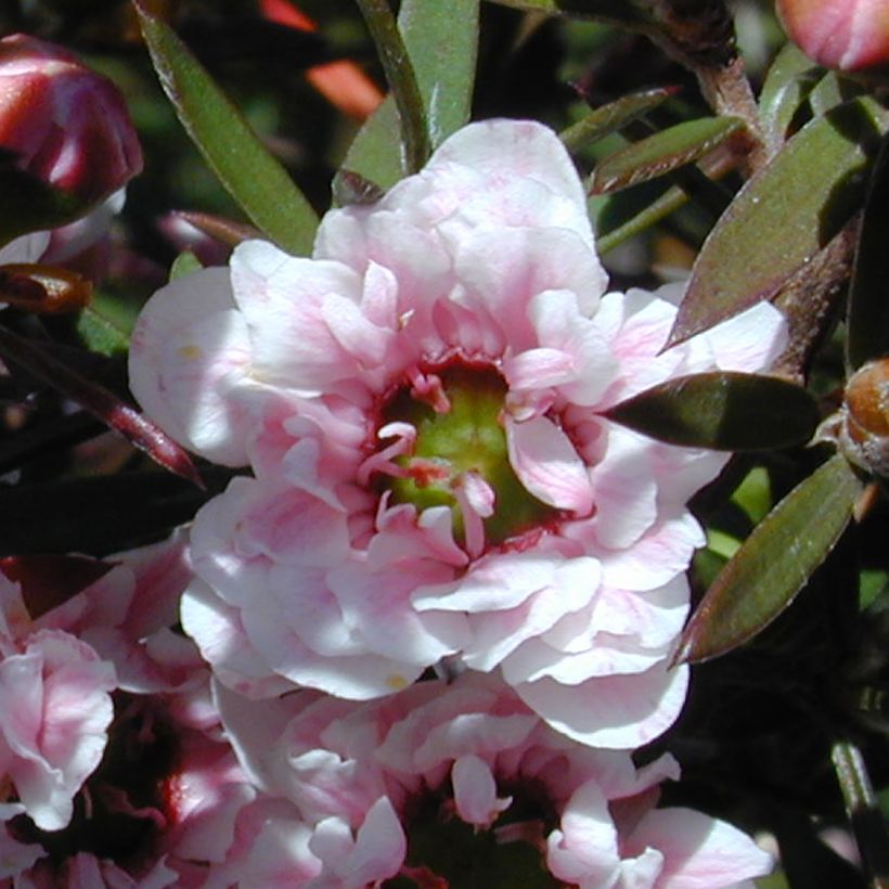 Leptospermum scoparium Apple Blossom - Manuka (Bloei)