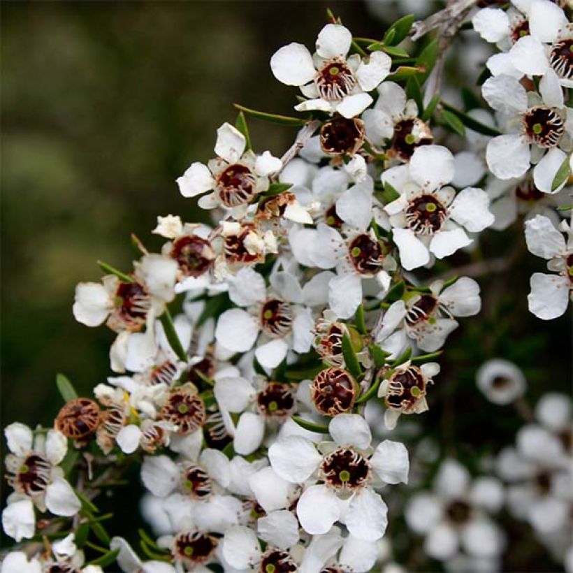 Leptospermum scoparium Wit - Manuka (Bloei)