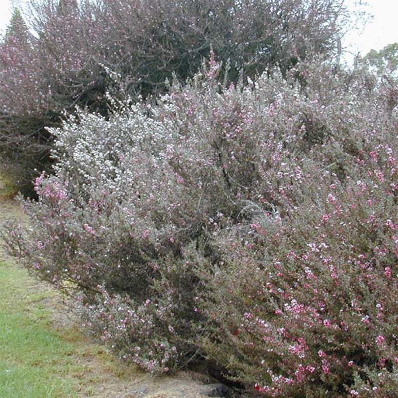 Leptospermum scoparium Wit - Manuka (Groeiplaats)