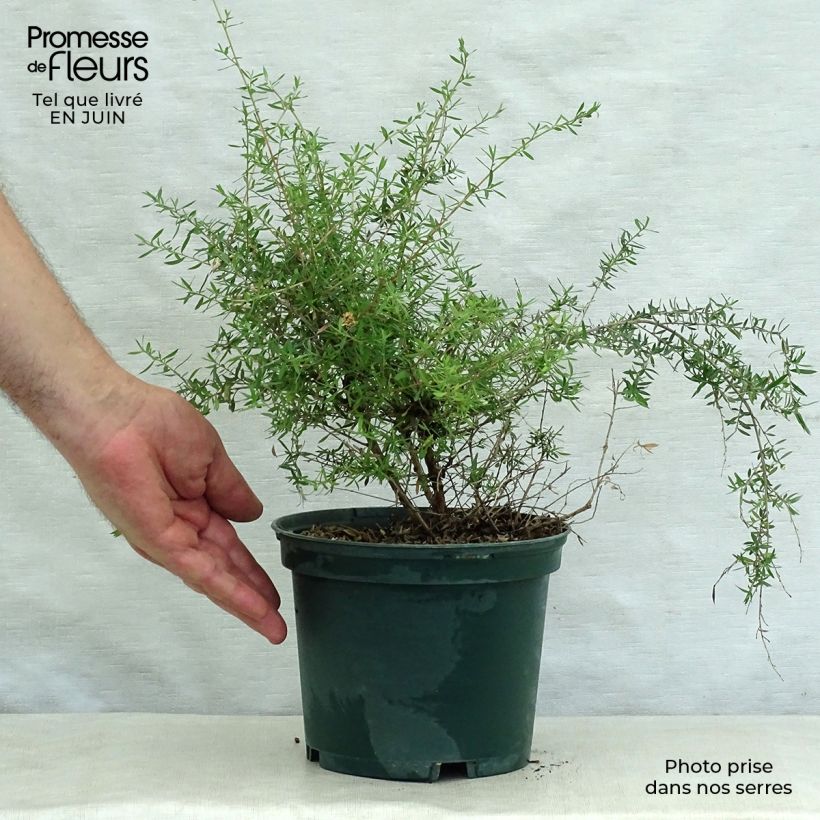 Exemplaar van Leptospermum scoparium Wit - Manuka Pot van 2 l/3 l zoals geleverd in de zomer