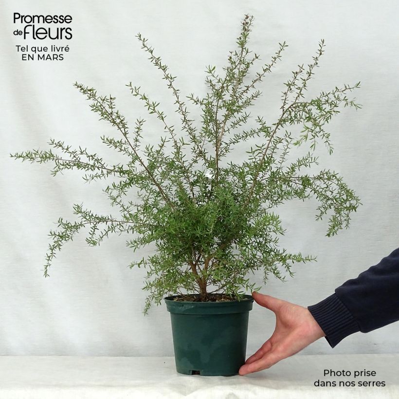 Exemplaar van Leptospermum scoparium Wit - Manuka Pot van 2 l/3 l zoals geleverd in de lente