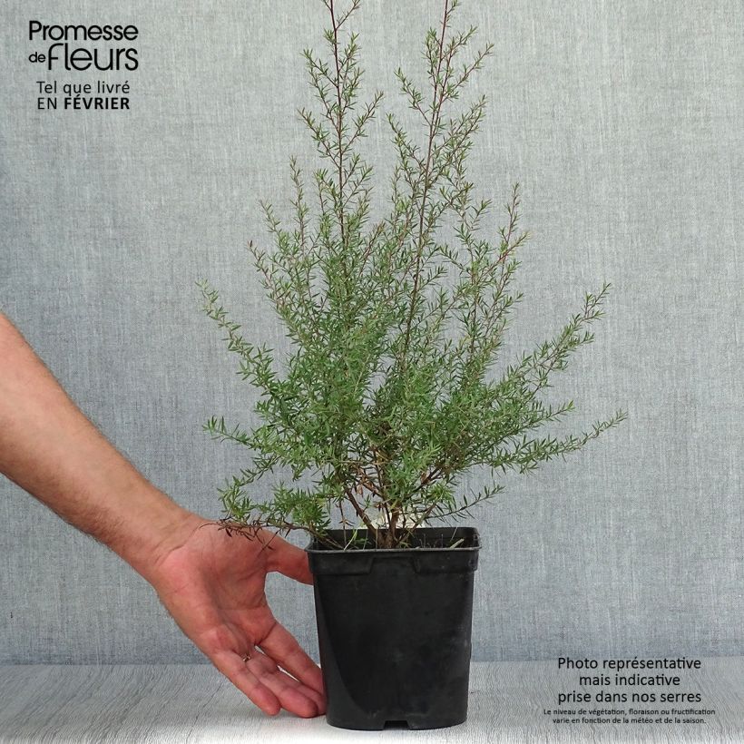 Exemplaar van Leptospermum scoparium Crimson Glory - Manuka Pot van 3 l/4 l zoals geleverd in de herfst