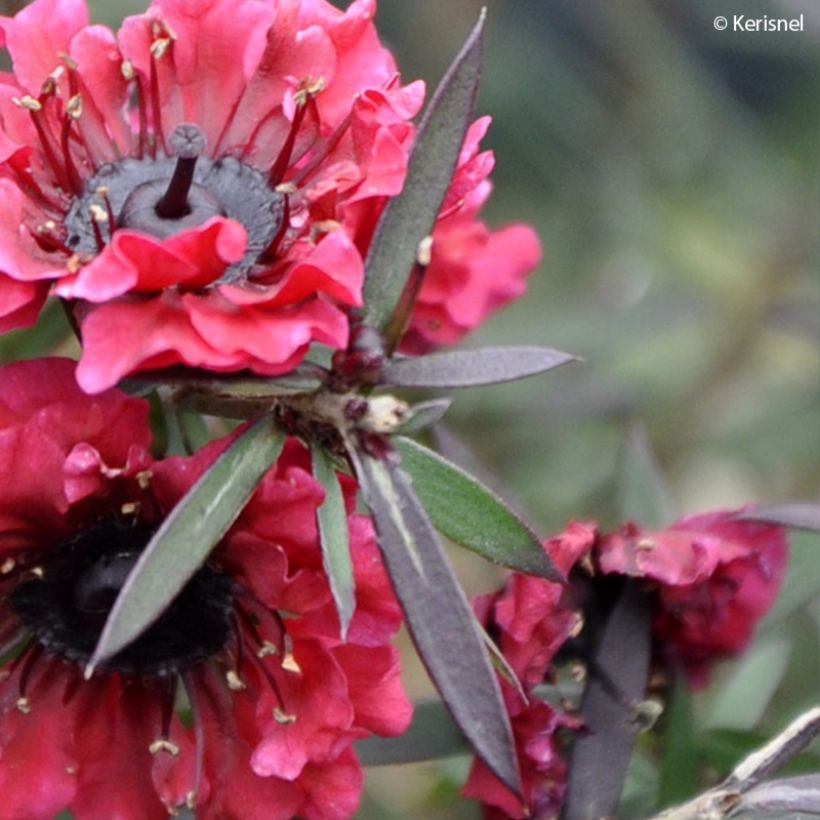Leptospermum scoparium Crimson Glory - Manuka (Blad)