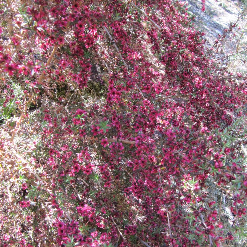 Leptospermum scoparium Jubilee - Manuka (Bloei)