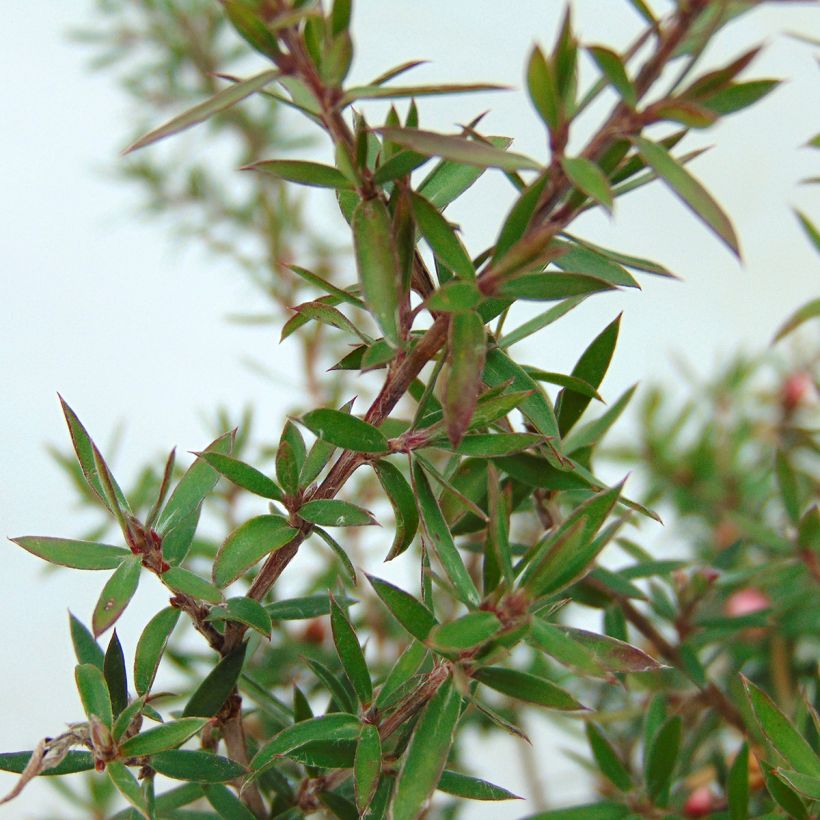 Leptospermum scoparium Jubilee - Manuka (Blad)