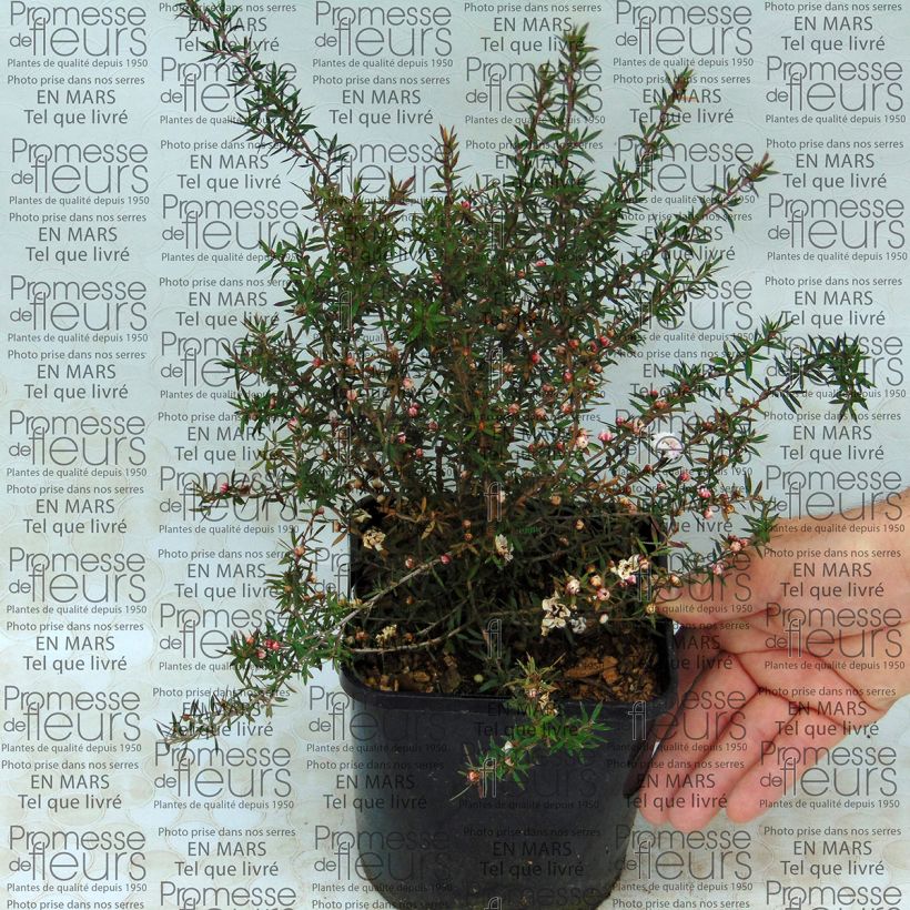 Voorbeeld van een exemplaar van Leptospermum scoparium Jubilee - Manuka Pot van 2 l/3 l zoals geleverd