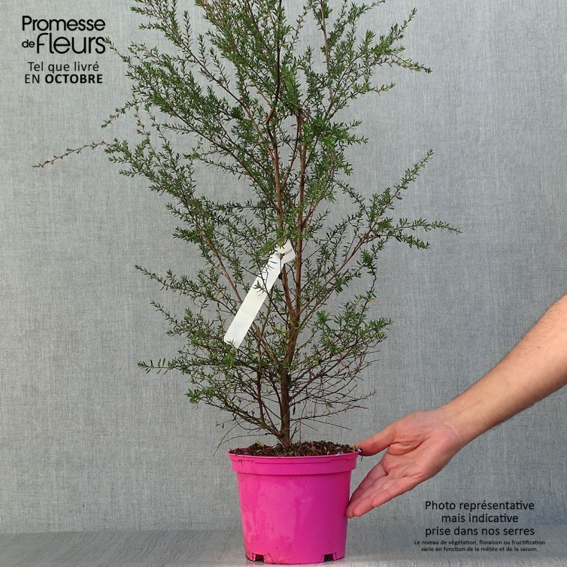 Exemplaar van Leptospermum scoparium Martini - Manuka Pot van 2 l/3 l zoals geleverd in de herfst