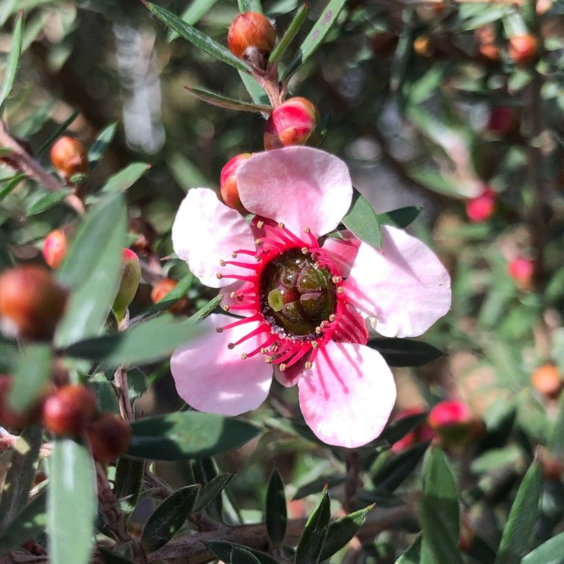 Leptospermum scoparium Martini - Manuka (Flowering)