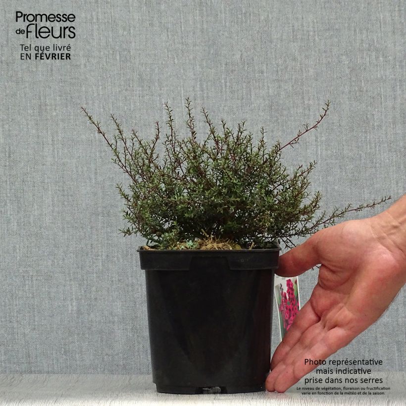 Exemplaar van Leptospermum scoparium Nanum Kiwi - Manuka Pot van 2 l/3 l zoals geleverd in de herfst