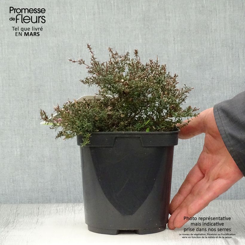 Example of Leptospermum scoparium Nanum Kiwi - Manuka Pot van 2 l/3 l as you get in printemps