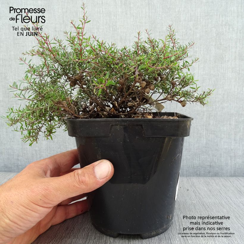 Exemplaar van Leptospermum scoparium Nanum Kiwi - Manuka Pot van 2 l/3 l zoals geleverd in de zomer