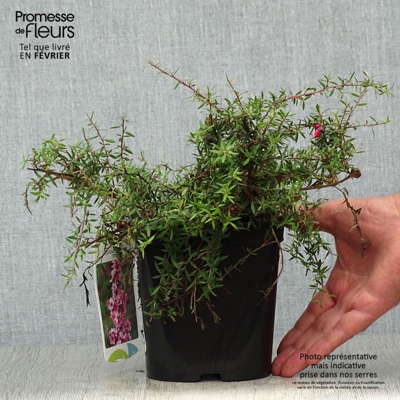Exemplaar van Leptospermum scoparium Red Falls - Manuka Pot van 2 l/3 l zoals geleverd in de herfst