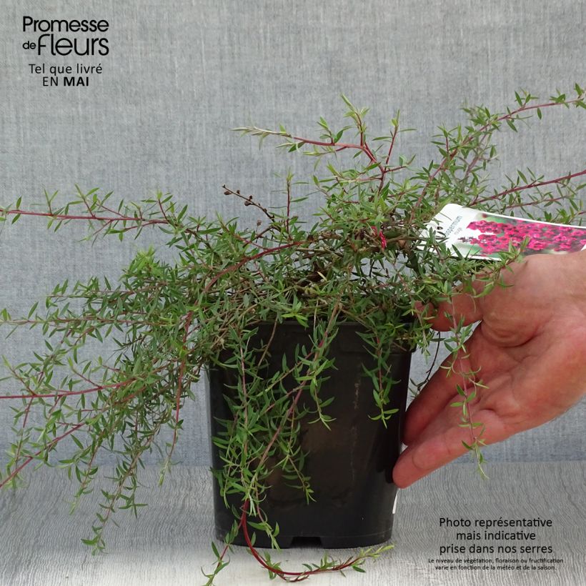 Example of Leptospermum scoparium Red Falls - Manuka Pot van 2 l/3 l as you get in printemps