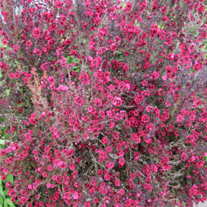 Leptospermum scoparium Red Damask - Manuka (Flowering)