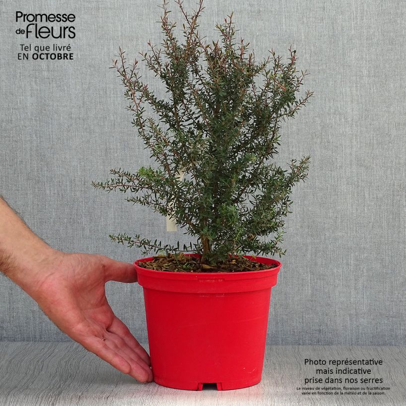 Exemplaar van Leptospermum scoparium Red Damask - Manuka Pot van 3 l/4 l zoals geleverd in de herfst