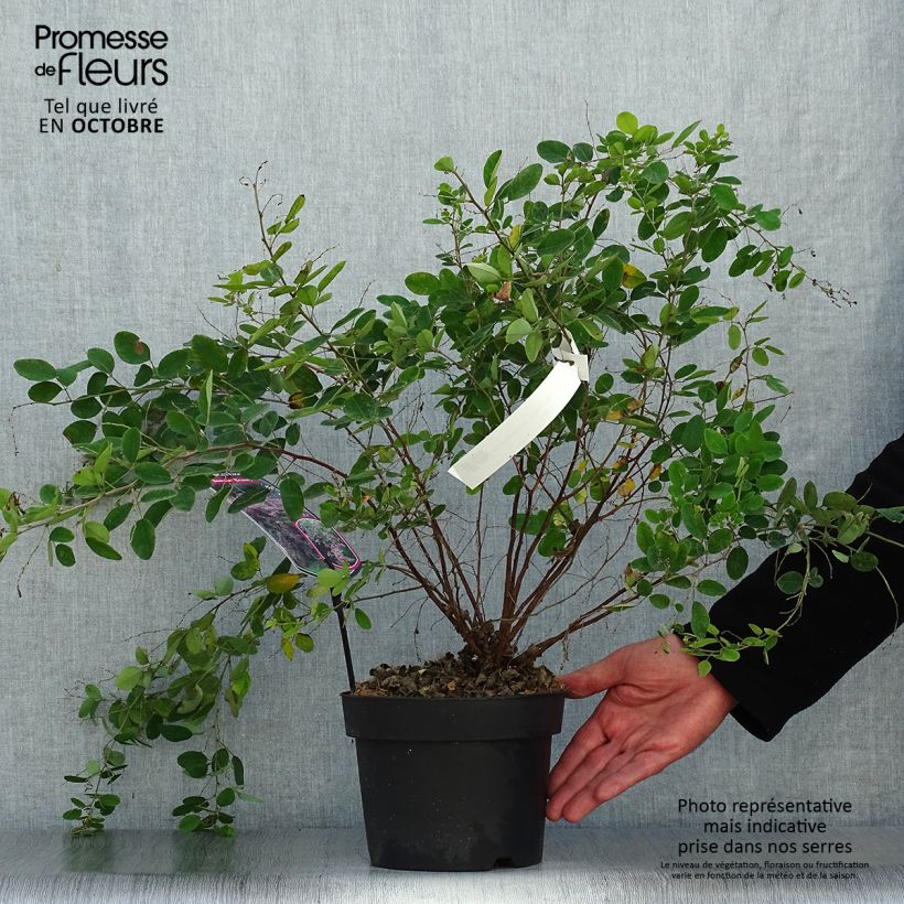 Exemplaar van Lespedeza bicolor Summer Beauty - Struikklaver Pot van 3 l/4 l zoals geleverd in de herfst