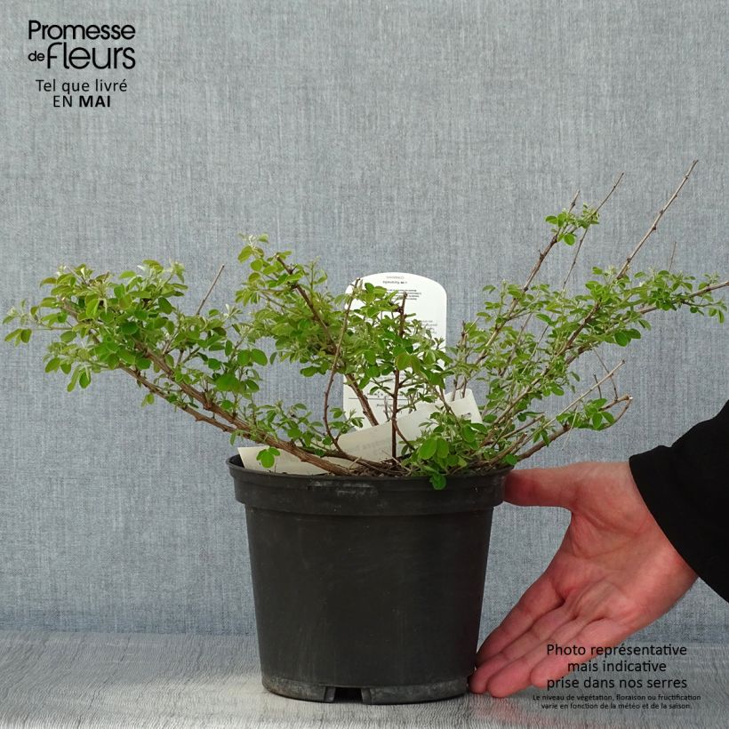 Exemplaar van Lespedeza bicolor Yakushima - Struikklaver Pot van 3 l/4 l zoals geleverd in de lente