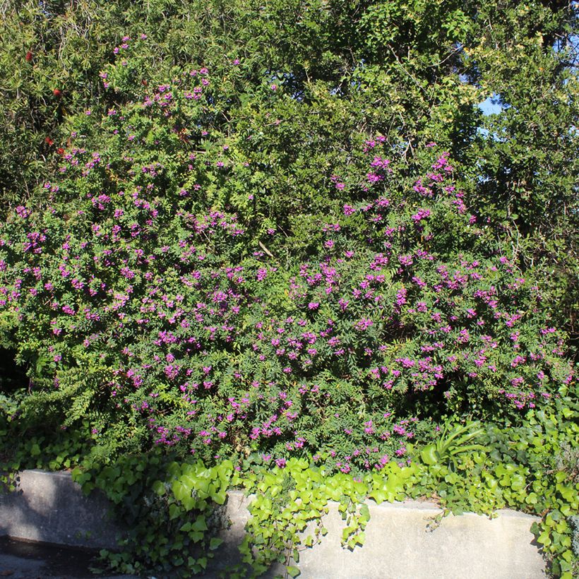 Lespedeza thunbergii - Struikklaver (Groeiplaats)
