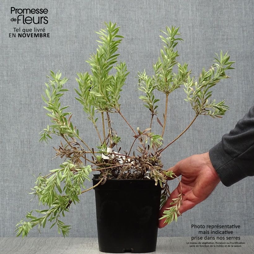 Exemplaar van Leucadendron Cheeky - Kaaps groen Pot van 3 l/4 l zoals geleverd in de herfst