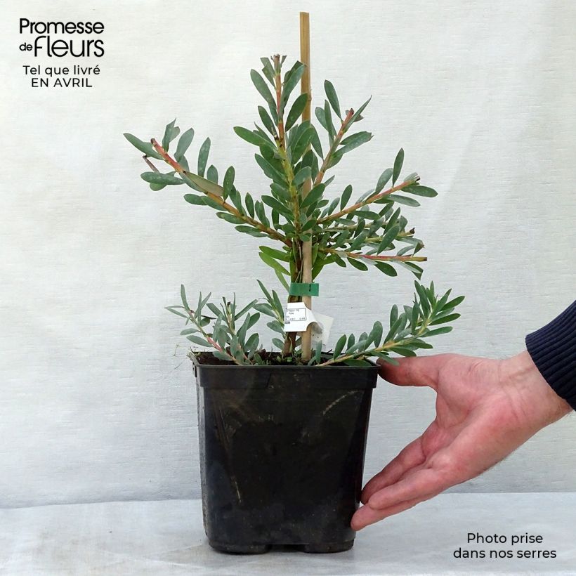 Example of Leucadendron Devil's Blush - Kaaps groen Pot van 3 l/4 l as you get in printemps