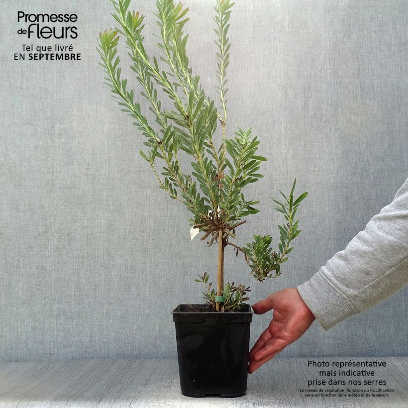 Exemplaar van Leucadendron Devil's Blush - Kaaps groen Pot van 3 l/4 l zoals geleverd in de herfst