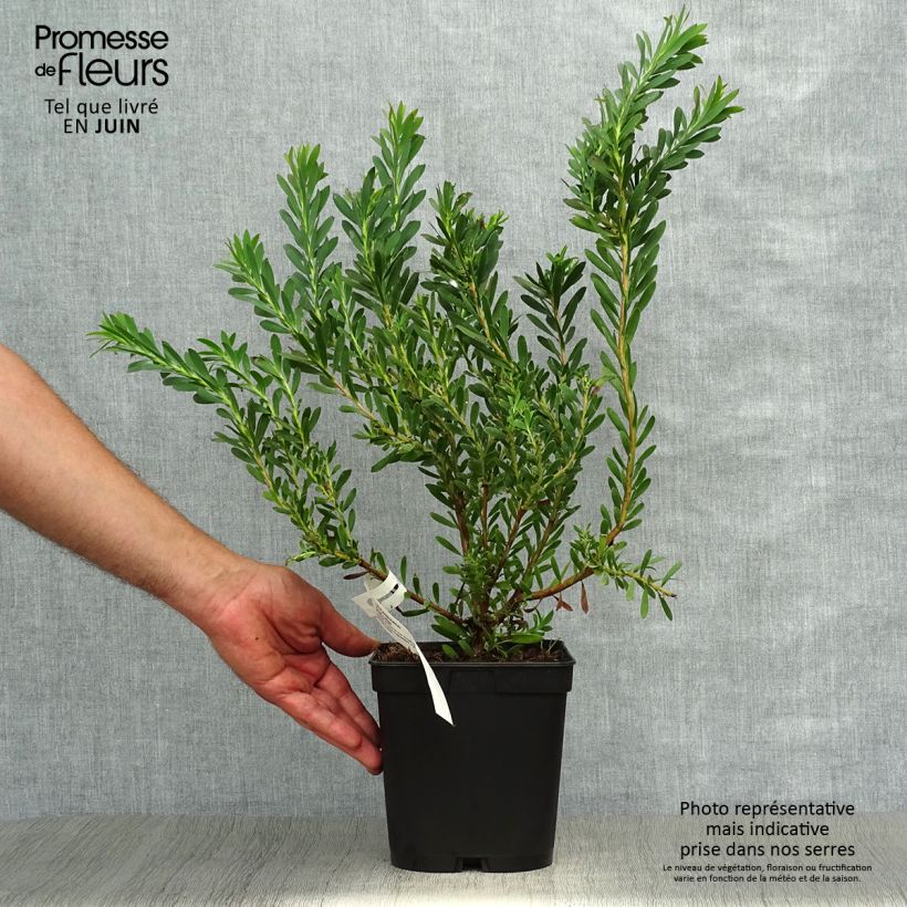 Exemplaar van Leucadendron Devil's Blush - Kaaps groen Pot van 3 l/4 l zoals geleverd in de zomer