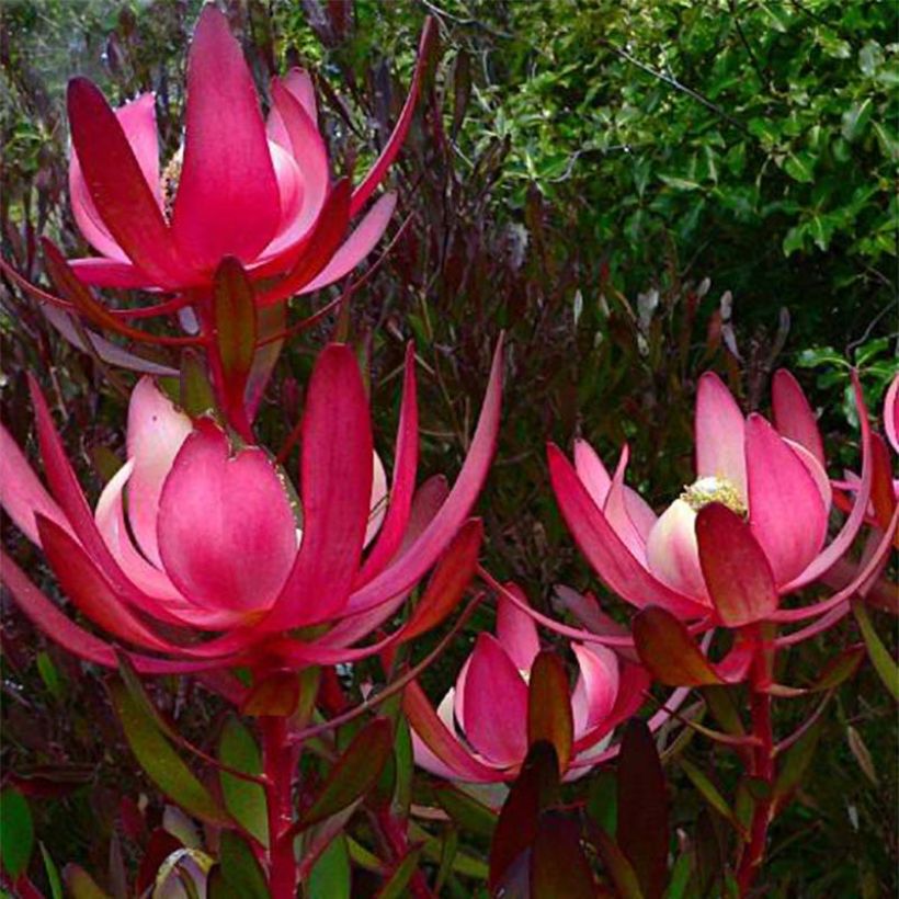 Leucadendron Fireglow - Kaaps groen (Flowering)