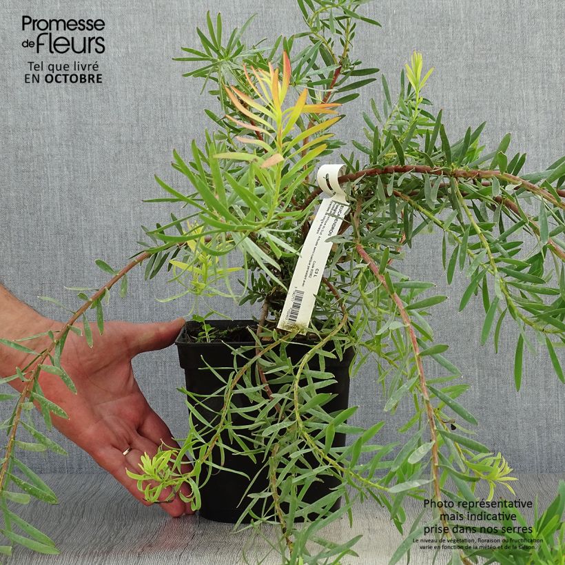 Exemplaar van Leucadendron Fireglow - Kaaps groen Pot van 3 l/4 l zoals geleverd in de herfst