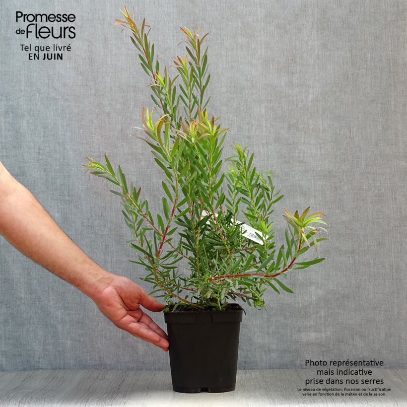 Exemplaar van Leucadendron Fireglow - Kaaps groen Pot van 3 l/4 l zoals geleverd in de zomer